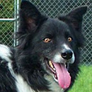 Kip was adopted in 2003